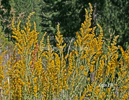 California Goldenrod